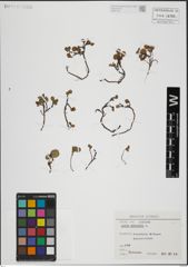 Foto von Salix herbacea L.